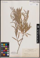 Foto von Salix exigua Nutt.